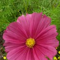 Cosmos bipinnatus 'Rubenza'
